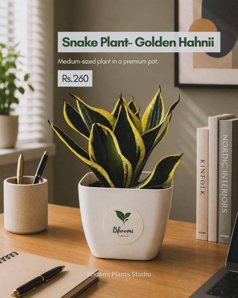 Bhoomi Plants Studio — Onam collection product photo