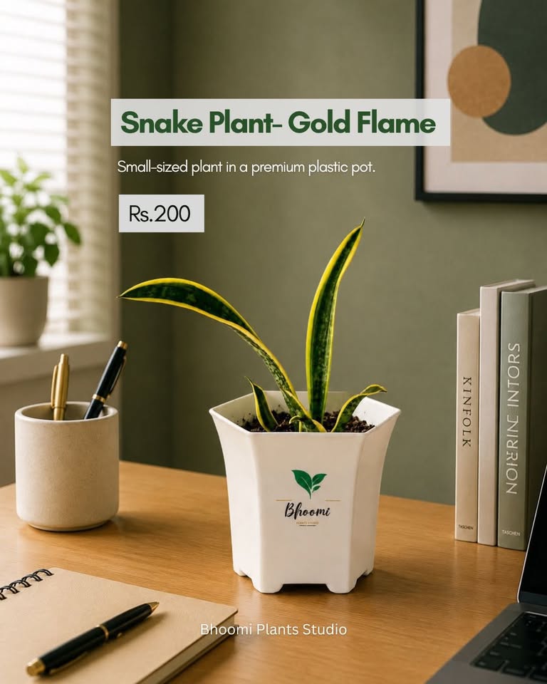 Bhoomi Plants Studio — Onam collection product photo