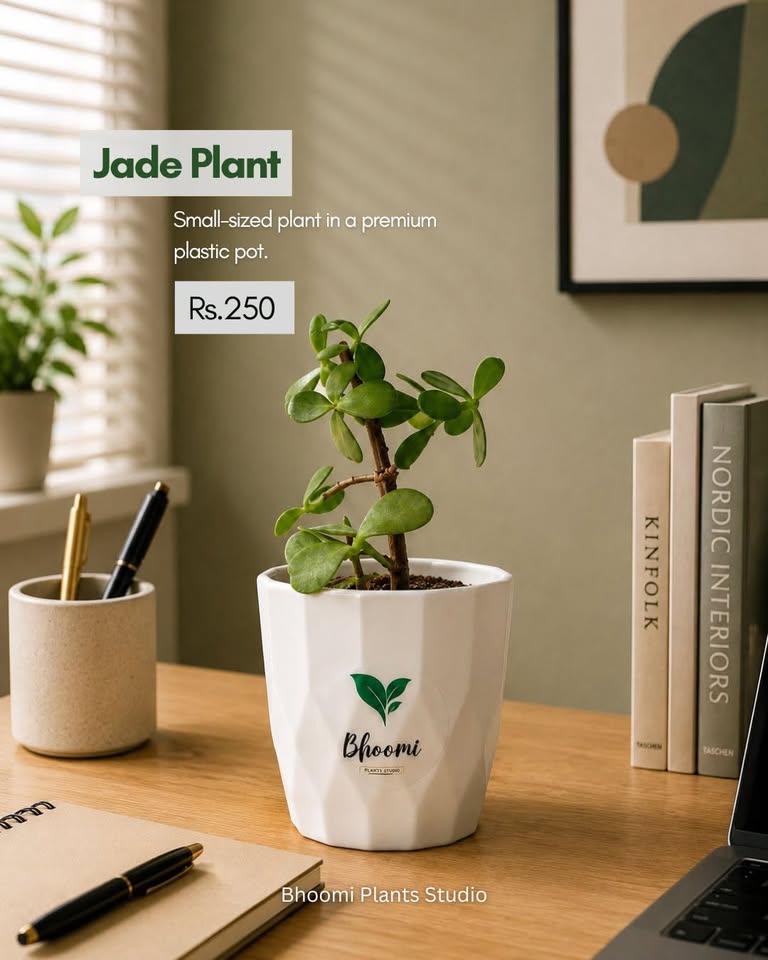 Bhoomi Plants Studio — Onam collection product photo